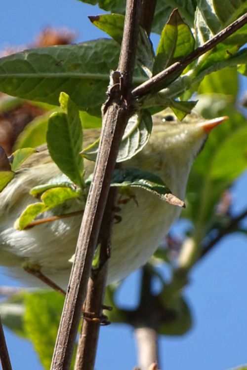 WillowWarbler_500x750